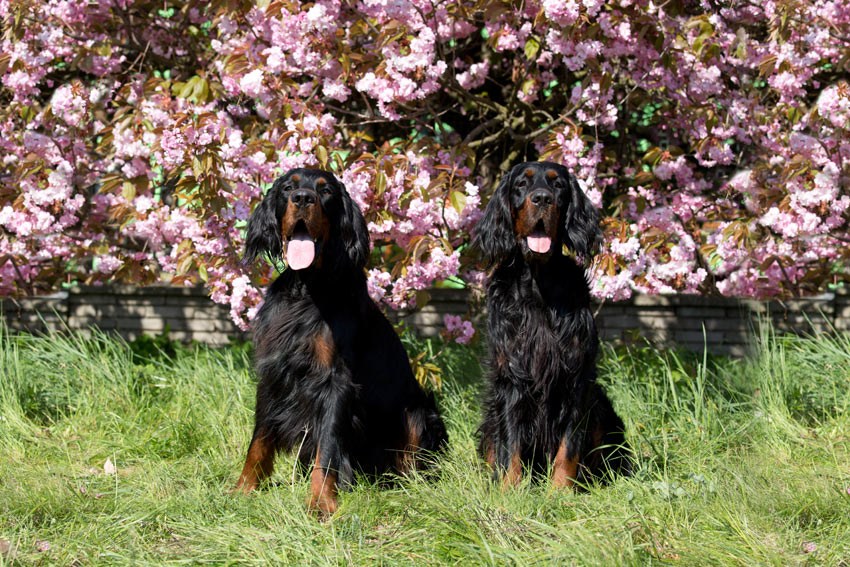 Zwei Gordon Setters mit dunklen seidigem Fell