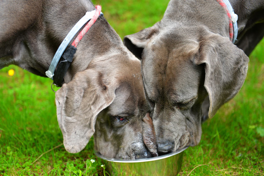 Zwei Deutsche Doggen fressen aus demselben Napf