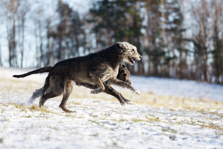 Zwei Irische Wolfshunde tollen im Schnee herum