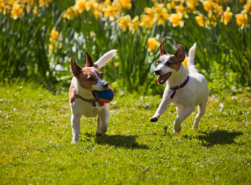 Zwei Jack Russell Terrier beim Spielen