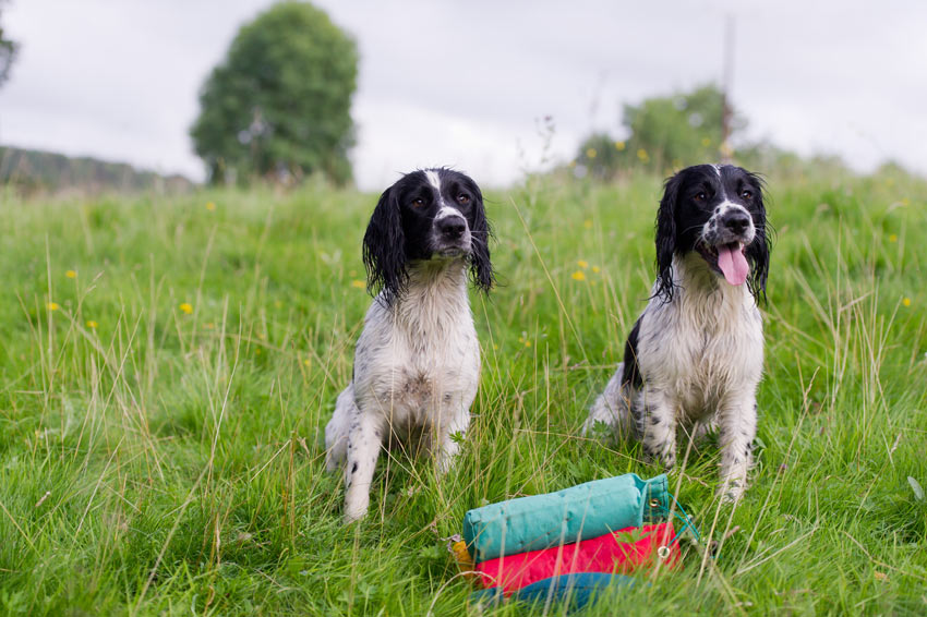 Zwei Spaniel Jagdhunde warten auf ihr Training