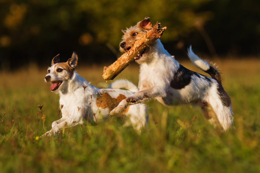 Zwei Terrier bekommen durchs Stöckchen bringen ganz viel Auslauf 