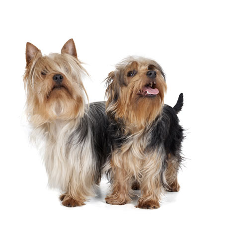 Two beautiful little Silky Terriers