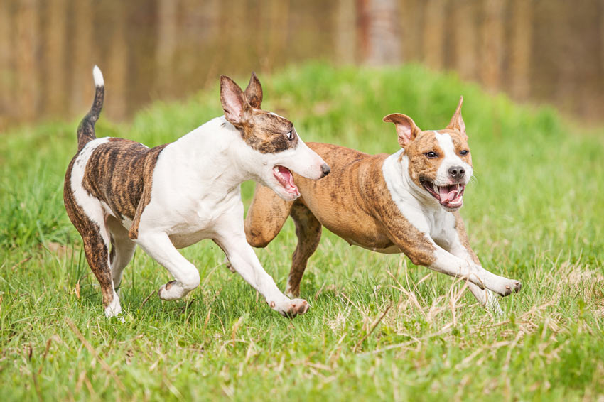 Zwei spielende Hunde rennen im Garten herum 