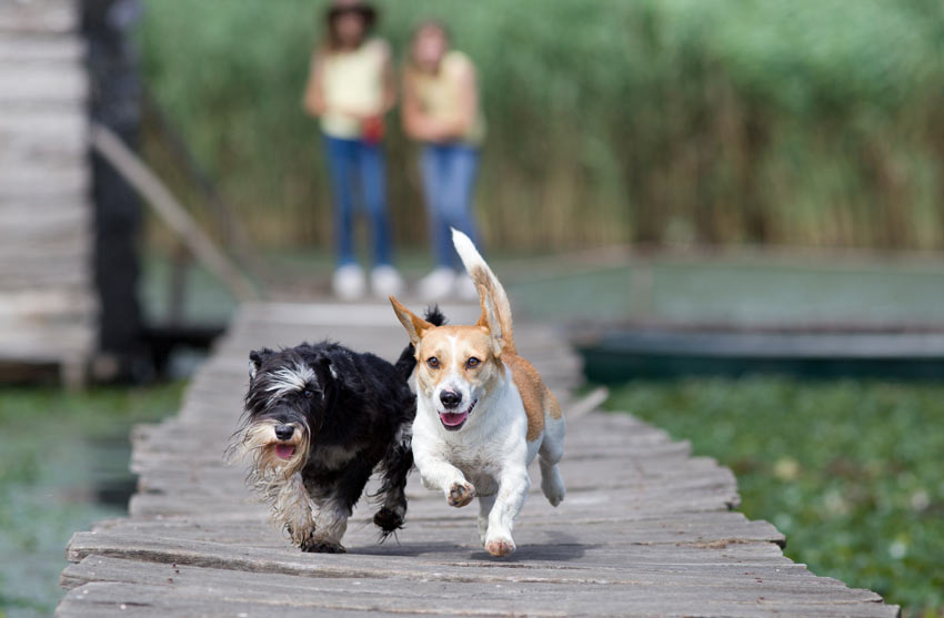 Zwei Hunde spielen miteinander, beaufsichtigt von ihren Besitzern