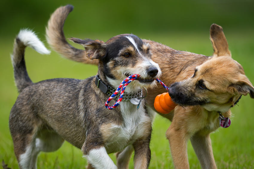 Zwei Hunde mit drahtigem Haar spielen Tauziehen mit einem Kong