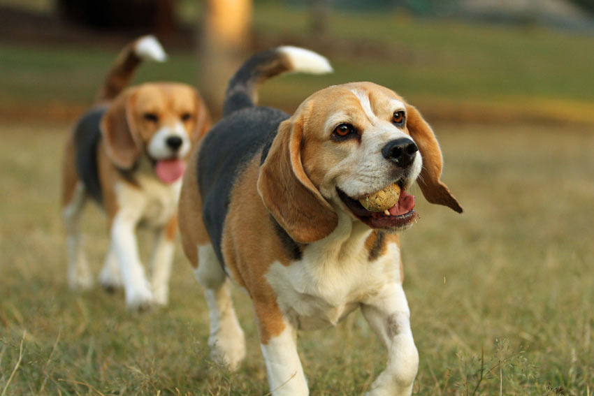 Zwei junge Beagle spielen mit einem Tennisball