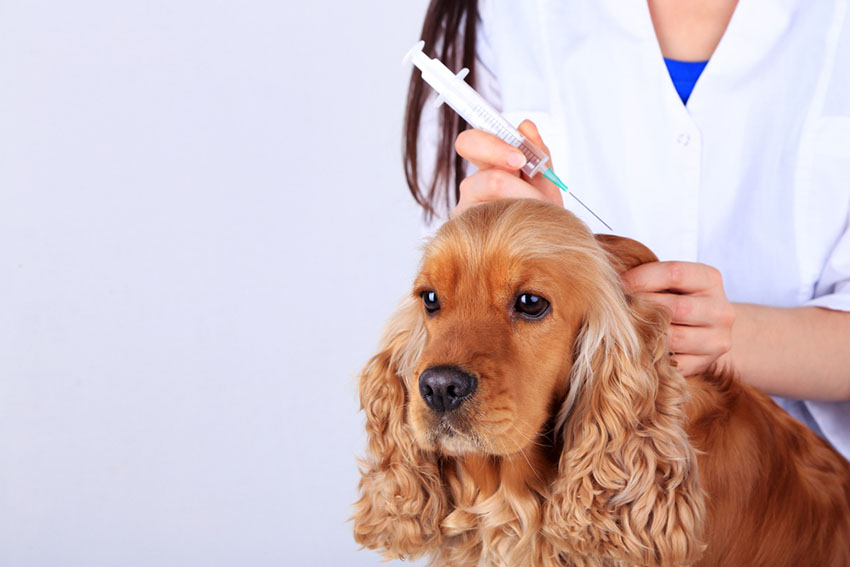 Dog at vets vaccination Cocker spaniel