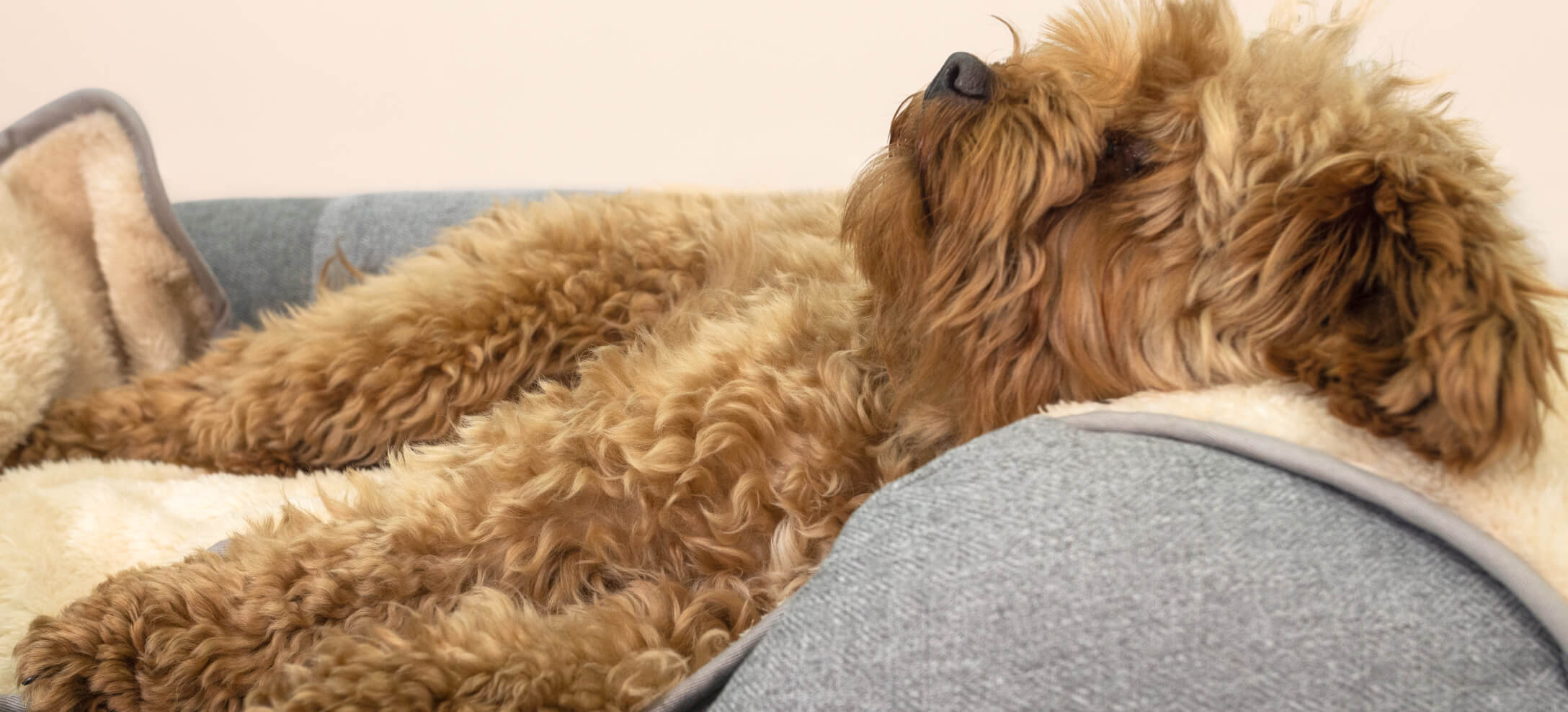 A poodle cross fast asleep on their Omlet Bolster dog bed