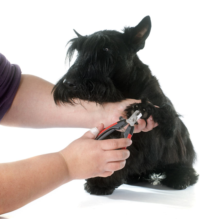 Einem Hund werden die Krallen mit einem Nagelknipser gekürzt