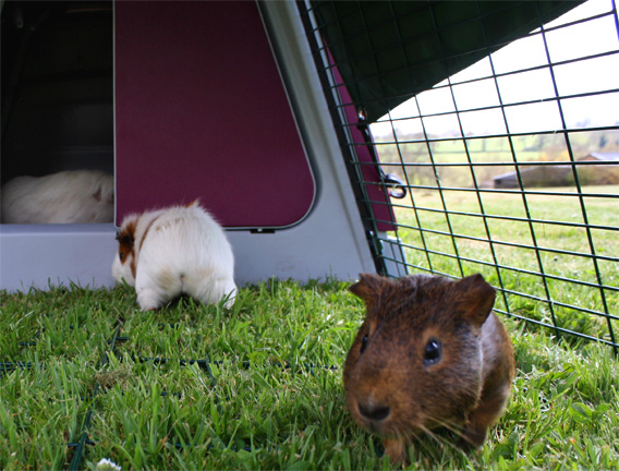 Meerschweinchen im Auslauf des Eglu Go Meerschweinchenstalles