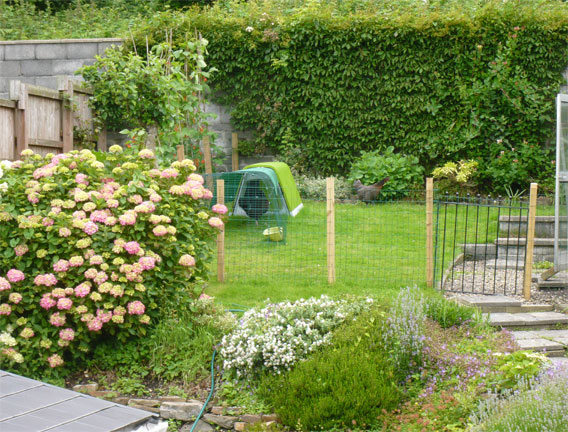 The Eglu Go chicken house in a garden.