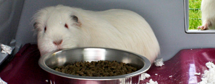 Ein Meerschweinchen frisst aus der Edelstahlschale im Eglu Go Hutch