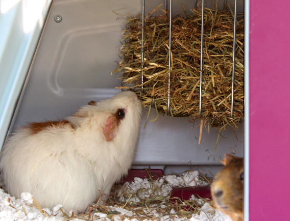Ein Meerschweinchen frisst von der integrierten Heuraufe im Eglu Go