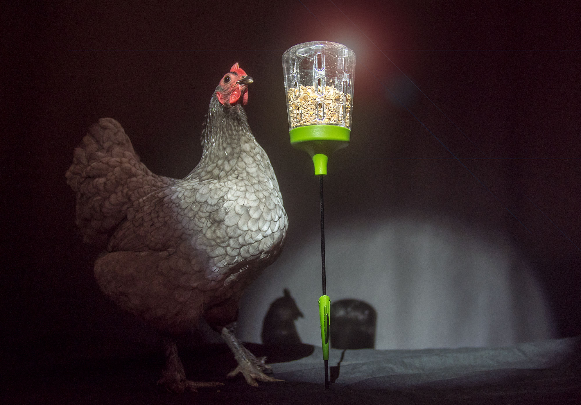 Hühner nutzen den Futterspender des Poppy Pickspielzeugs