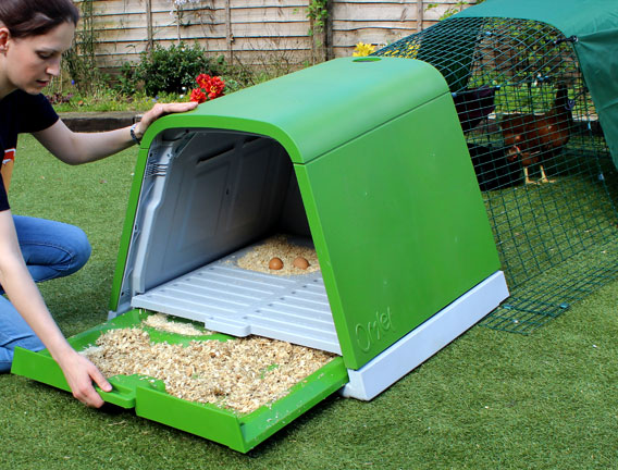 Emptying the dropping tray of an Eglu Go chicken house.