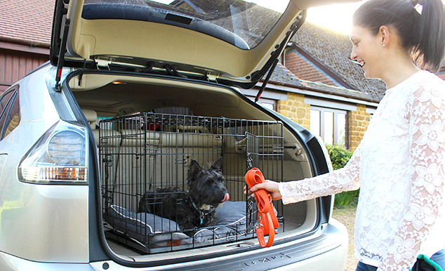 In einer Hundetransportbox reist Ihr Hund am sichersten