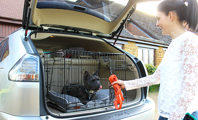 Sichere Autofahrten mit einer Hundebox