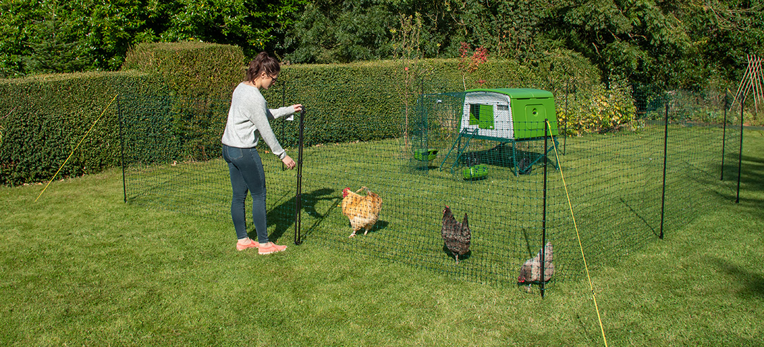 Eine Frau öffnet das Tor des Omlet Hühnerzauns mit einem Eglu Cube Hühnerstall im umzäunten Bereich