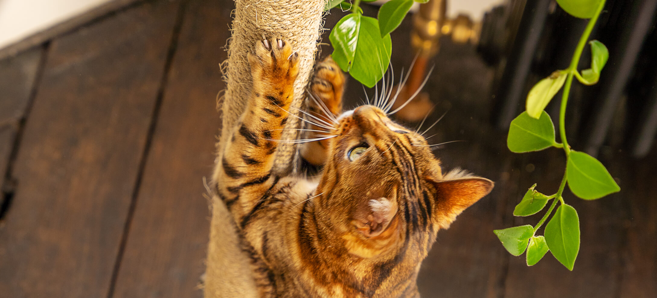 cat scratching on a sisal scratching post on a cat tree