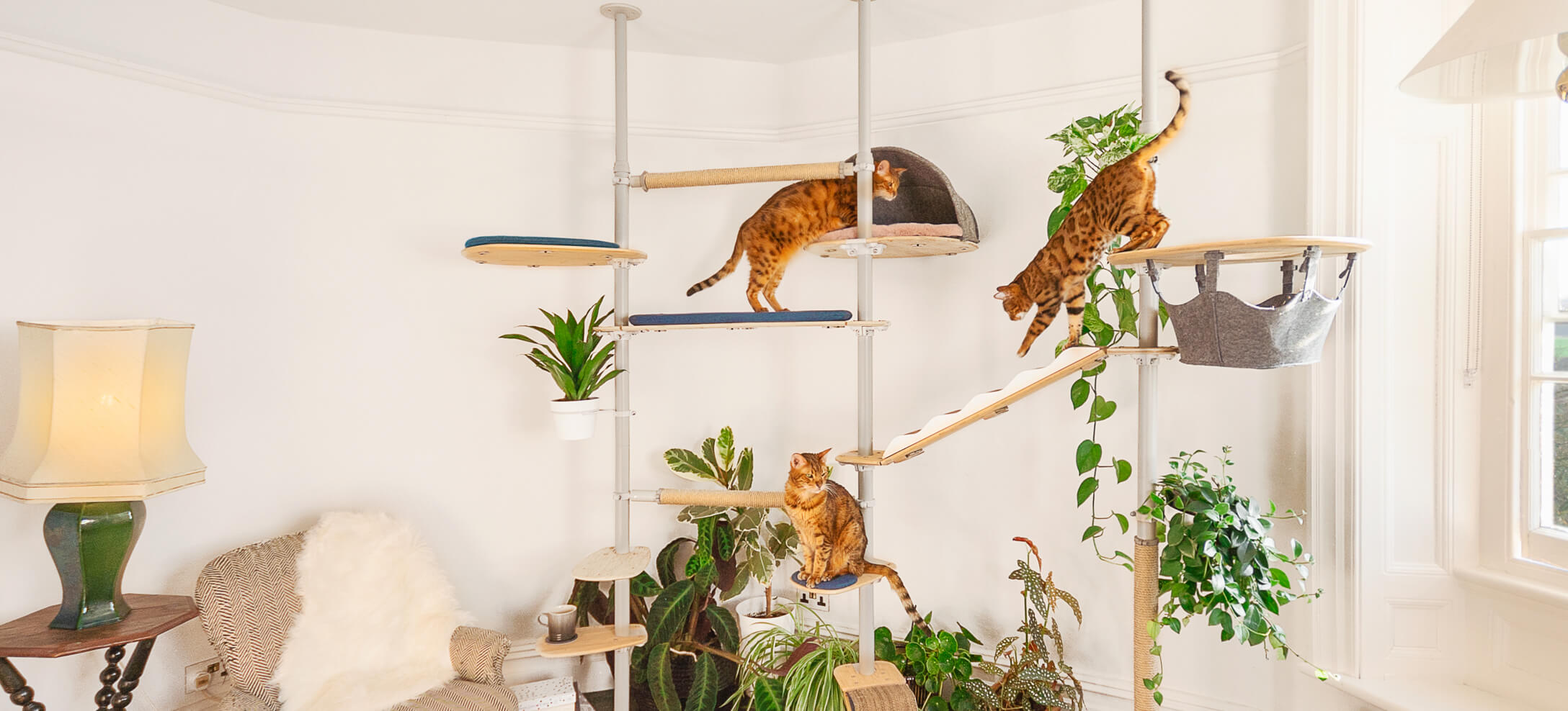 cats playing on an indoor cat tree with lots of accessories