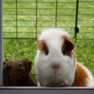 Meerschweinchen schauen in den Eglu Go Meerschweinchenstall