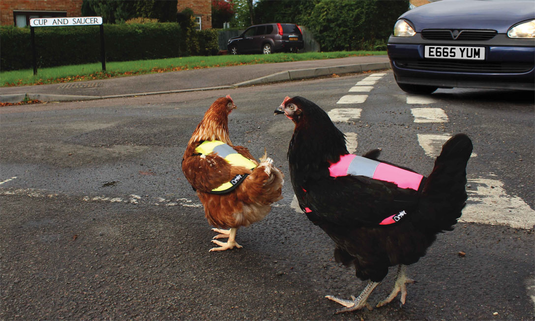 Warnwesten für Hühner: Warnwesten für Hühner auf Zwetschgenjagd