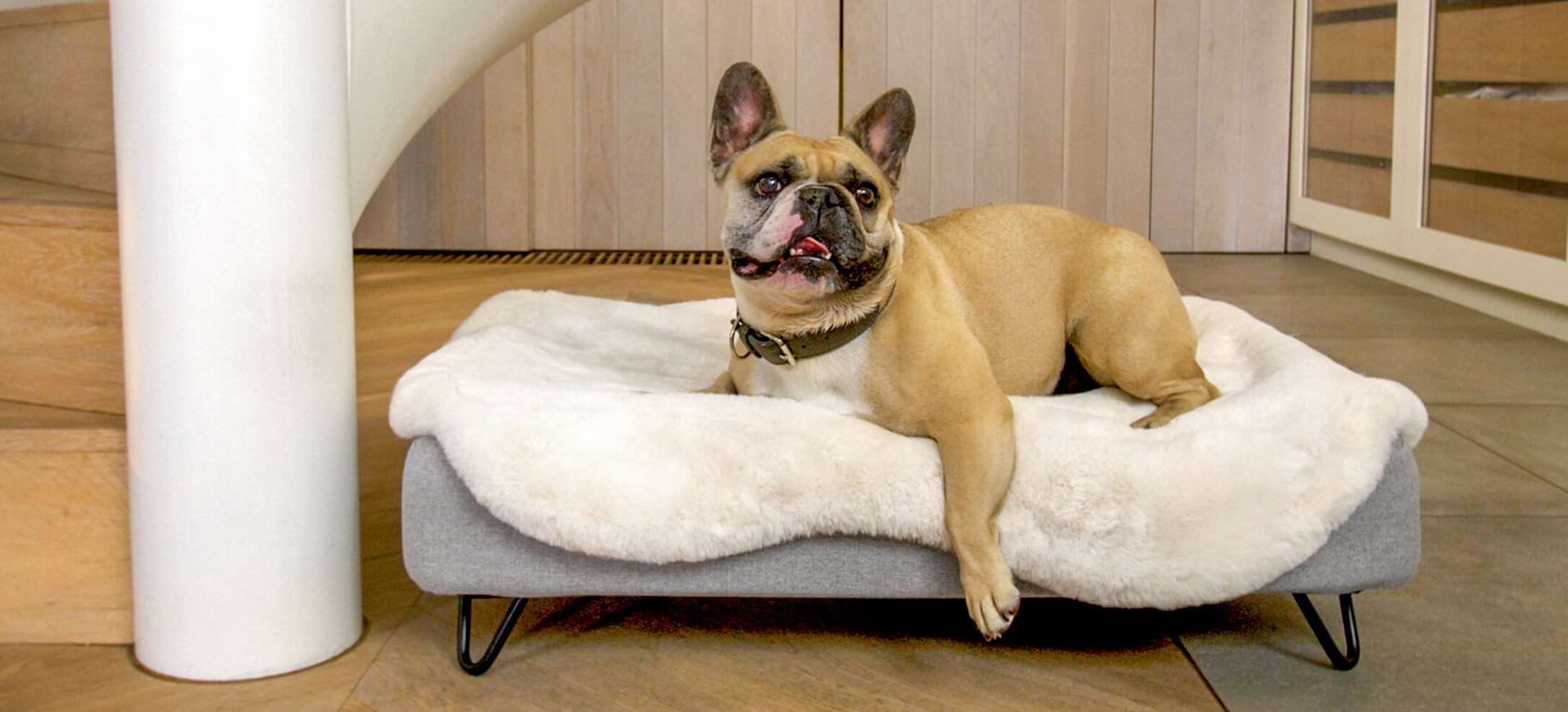 Diese Französische Bulldoge liebt ihr Omlet Topology Hundebett mit Schaffell-Topper