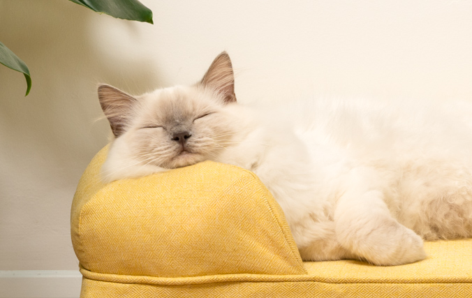 Eine Katze ruht sich auf dem Katzensofa mit stützender Polsterrolle aus