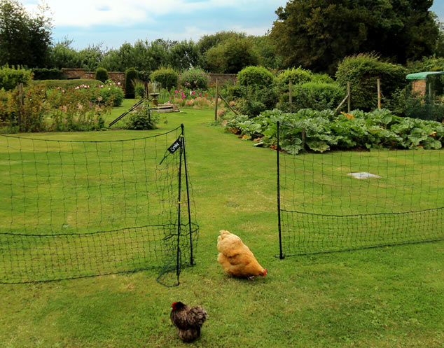 Zwei wunderschöne Bantams durchsuchen den Garten nach Würmern und Raupen