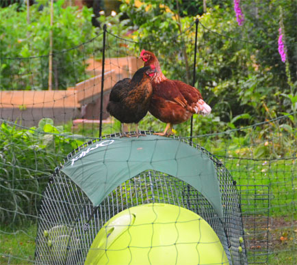 Eine Gingernut Ranger und eine Miss Pepperpot stolzieren auf dem Auslauf ihres Eglu Runs herum