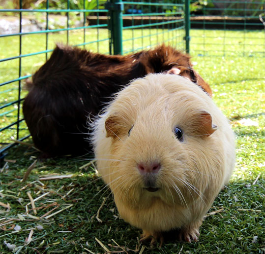 Ein Meerschweinchen im Gehege.