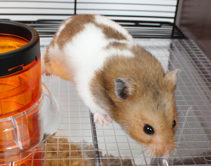 Hamster im oberen Bereich des Qute