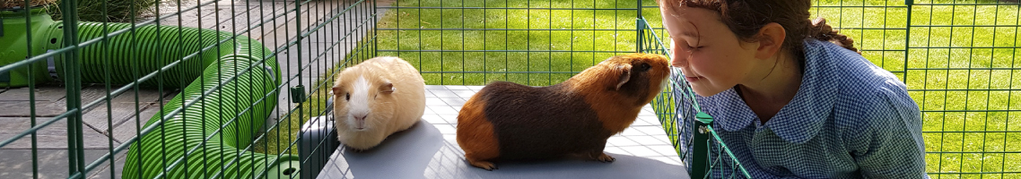 Guinea pig nose to nose with girl