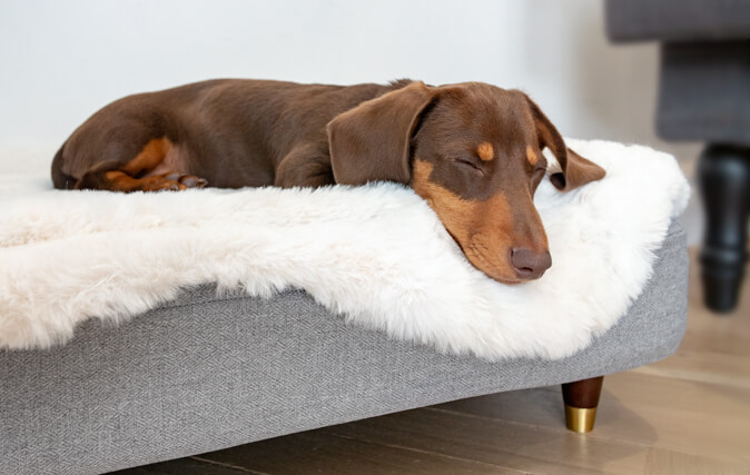 Spoil Your Dog to a New Topper for Their Unique, Stylish Bed