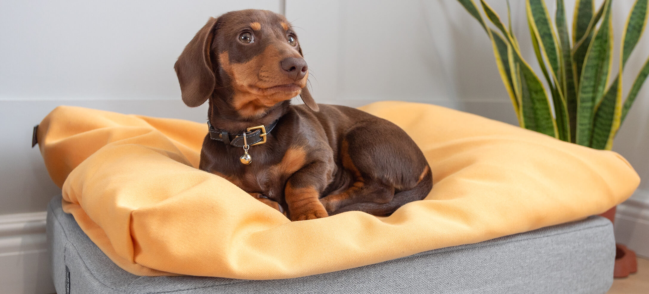 Ein Rassehund wie der Dackel kann über eintausend Euro kosten