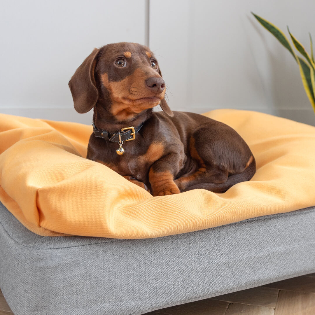 hundefutter gelenke Knochen- & Gelenk-Snacks für Hunde main image 0