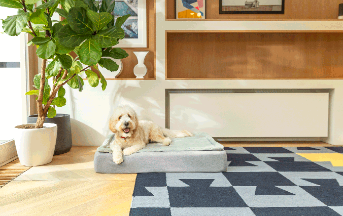 Orthopädisches Hundebett Groß Mit Memory-Schaum – Wasserdicht & Schonend Für Gelenke, Schwarz Mit Tartan