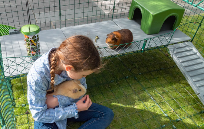 Die zusätzliche Ebene wird den Auslauf Ihrer Meerschweinchen bereichern