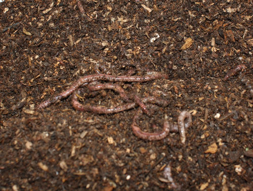 Würmer können sich schnell in den Erdboden graben, wenn sie Sonnenlicht ausgesetzt sind.