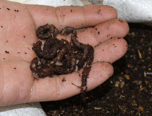 Der wundervoll wackelige Kompostwurm!