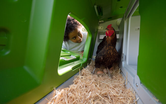 Ein Junge schaut einer Henne beim Eierlegen im grünen Hühnerstall zu