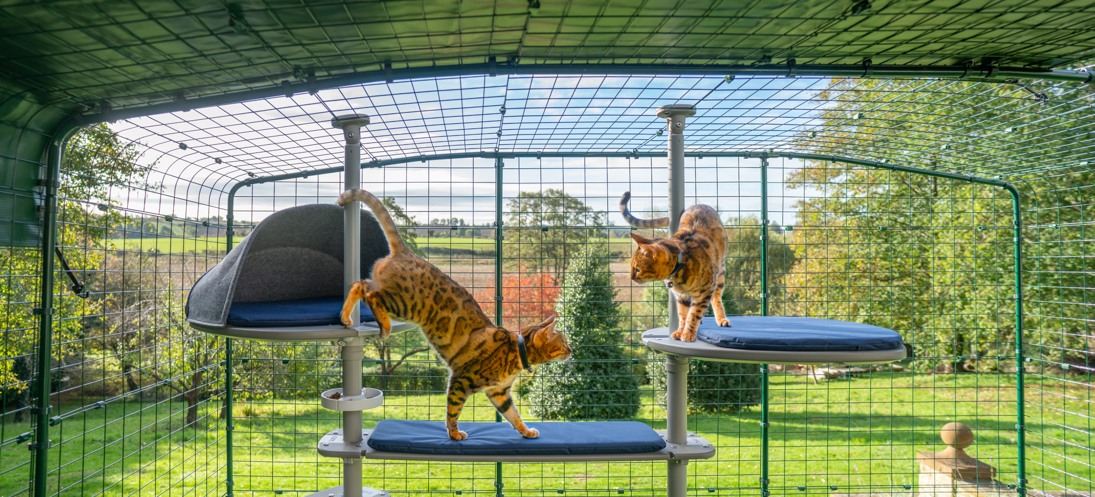 Cats climbing the Freestyle Outdoor Cat Tree in a Catio in the garden