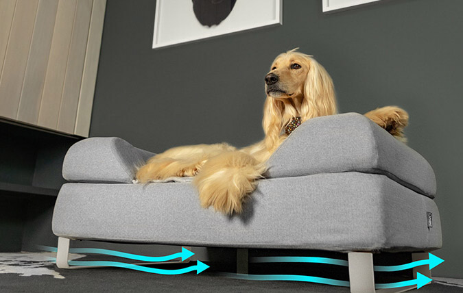 Ein Hund im angehobenen Topology Hundebett mit Bettfüßen zur Verbesserung der Luftzirkulation und Hygiene