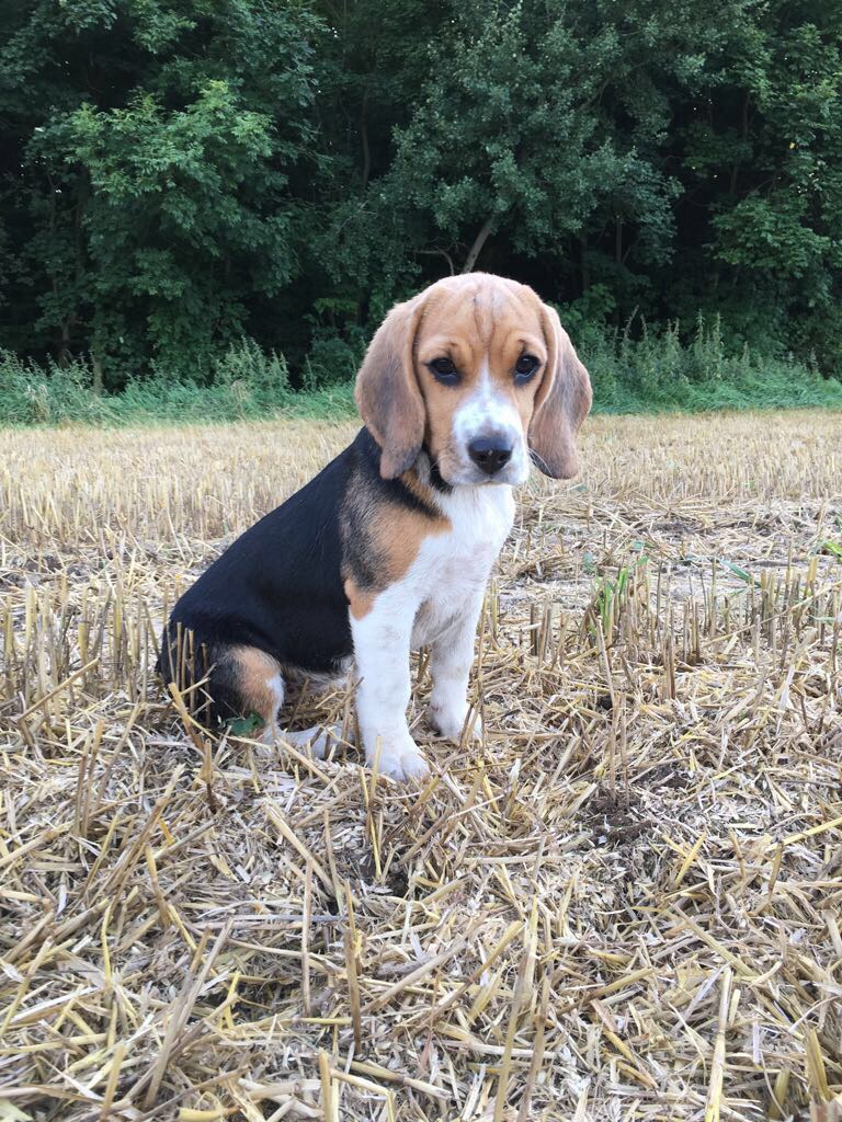 Beagle | Hunde | Informationen zu den Rassen | Omlet