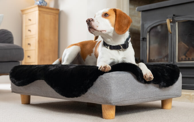 Ein Beagle auf dem Topology-Hundebett mit Memory-Foam-Matratze, einem weichen schwarzen Schaffell-Topper und Holzfüßen