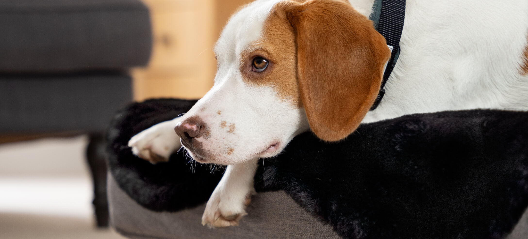 Ein Beagle liegt auf dem Omlet Topology Hundebett