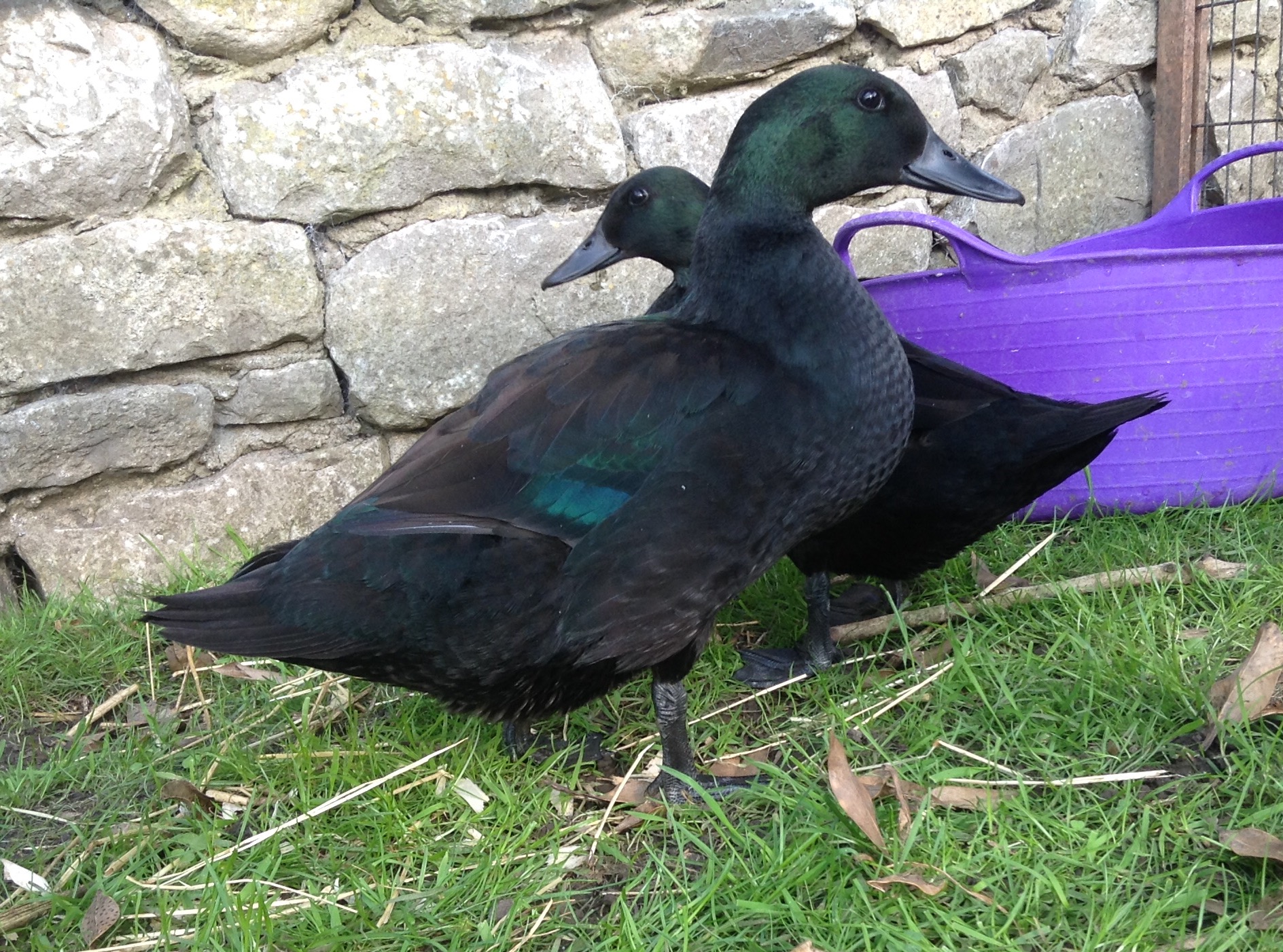 Schwarze Indische Laufente Enten Informationen zu den Rassen Omlet