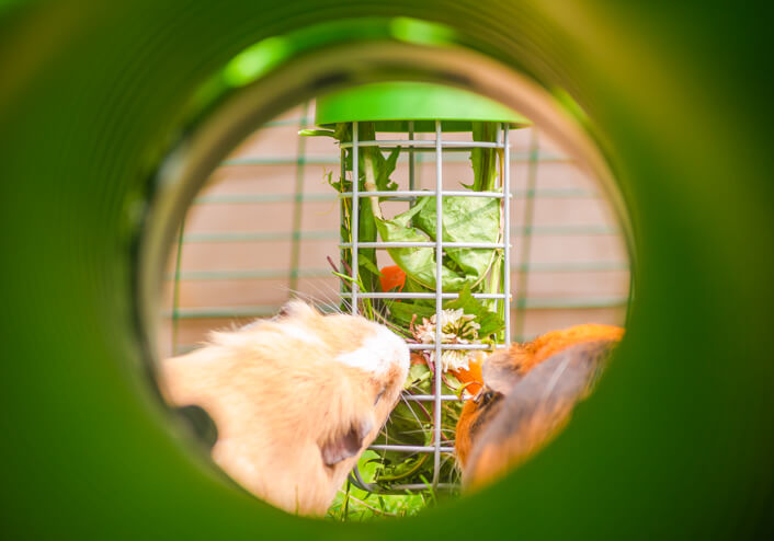 Ein Meerschweinchen, das frische Lebensmittel aus dem Caddi-Futterkorb frisst