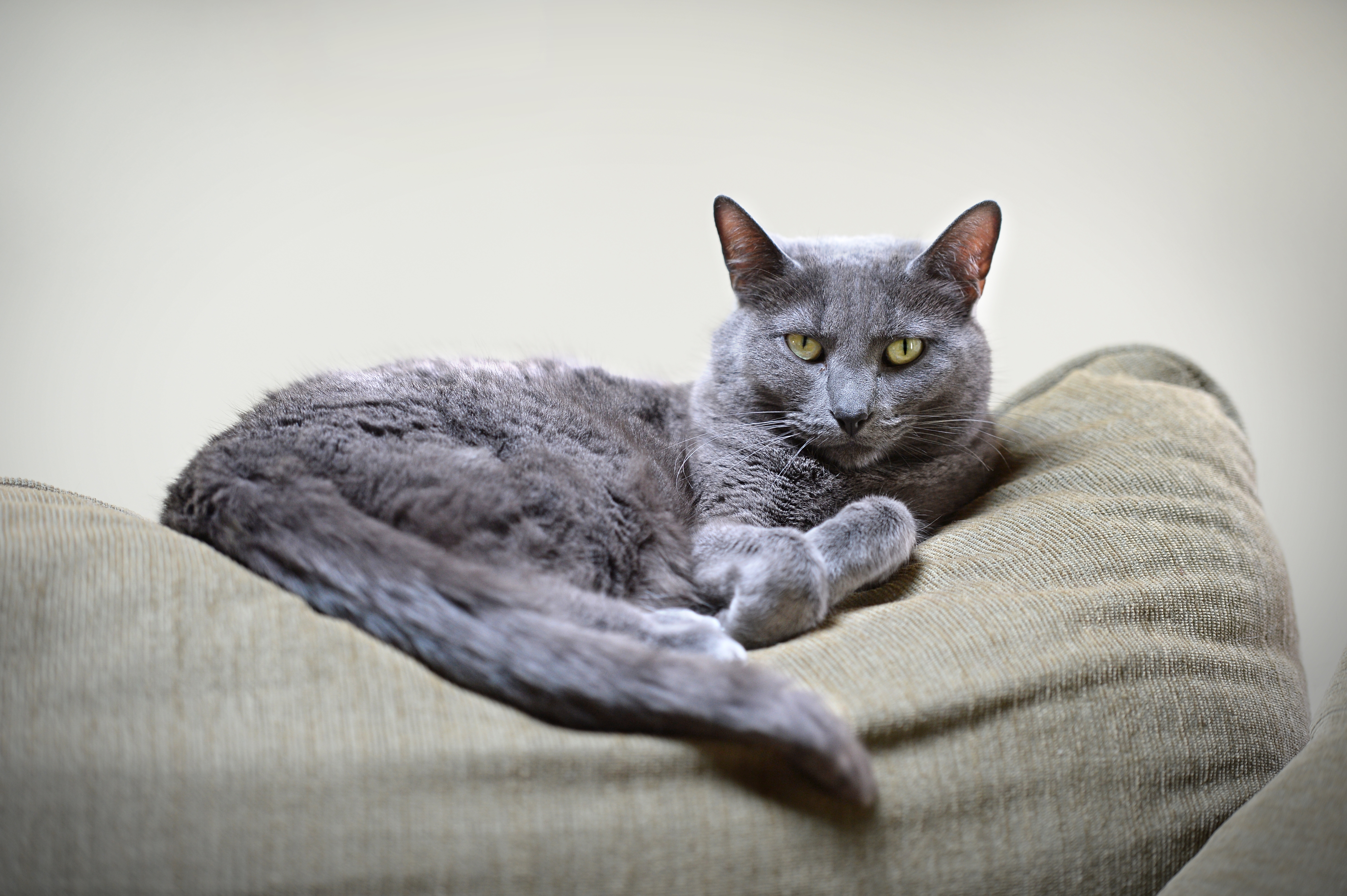 Eine Korat Katze, die Aufmerksamkeit liebt